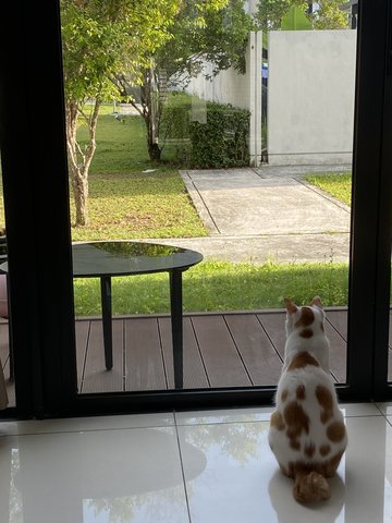 Bbang Tteok - Japanese Bobtail Cat