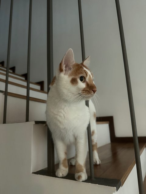 Bbang Tteok - Japanese Bobtail Cat