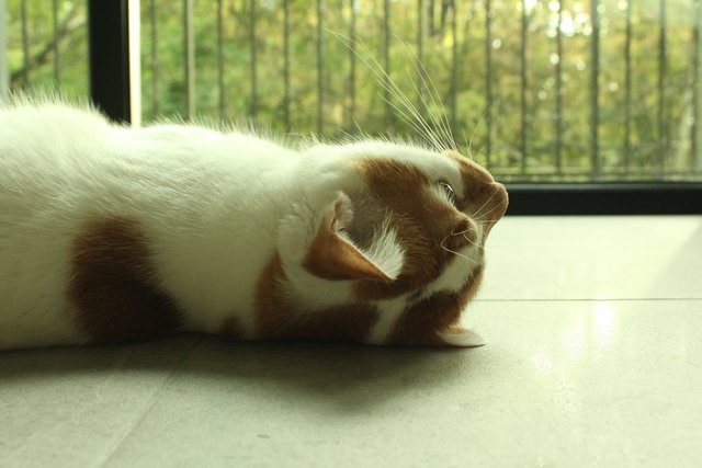 Bbang Tteok - Japanese Bobtail Cat