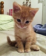 Ginger Bell - Domestic Short Hair Cat