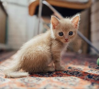 Ginger Bell - Domestic Short Hair Cat