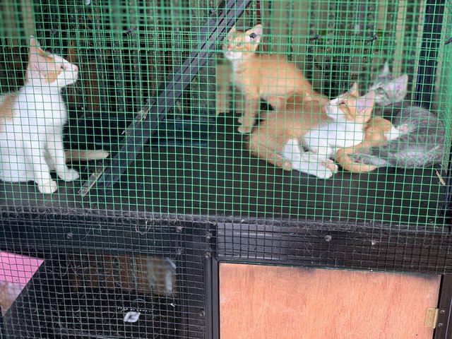 5k’s ( Ginger, Kunyit, Garlic, Cili Padi - Domestic Short Hair Cat