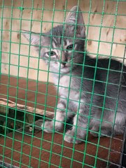 5k’s ( Ginger, Kunyit, Garlic, Cili Padi - Domestic Short Hair Cat