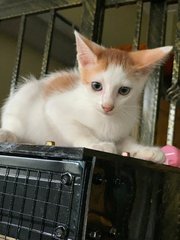 5k’s ( Ginger, Kunyit, Garlic, Cili Padi - Domestic Short Hair Cat