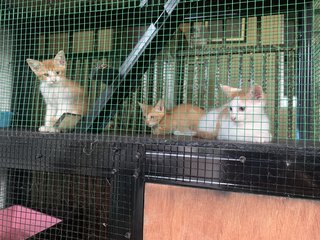 5k’s ( Ginger, Kunyit, Garlic, Cili Padi - Domestic Short Hair Cat