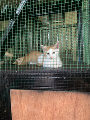 5k’s ( Ginger, Kunyit, Garlic, Cili Padi - Domestic Short Hair Cat