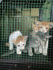 5k’s ( Ginger, Kunyit, Garlic, Cili Padi - Domestic Short Hair Cat