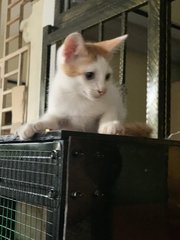 5k’s ( Ginger, Kunyit, Garlic, Cili Padi - Domestic Short Hair Cat