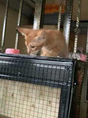 5k’s ( Ginger, Kunyit, Garlic, Cili Padi - Domestic Short Hair Cat