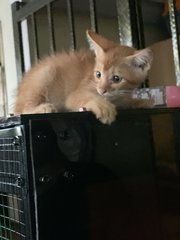 5k’s ( Ginger, Kunyit, Garlic, Cili Padi - Domestic Short Hair Cat