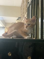 5k’s ( Ginger, Kunyit, Garlic, Cili Padi - Domestic Short Hair Cat