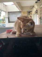 5k’s ( Ginger, Kunyit, Garlic, Cili Padi - Domestic Short Hair Cat