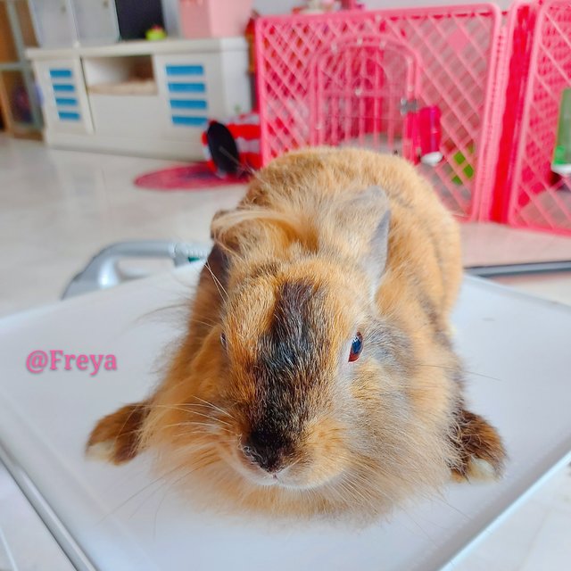 Freya - Lionhead + Holland Lop Rabbit