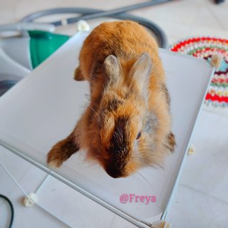 Freya - Lionhead + Holland Lop Rabbit