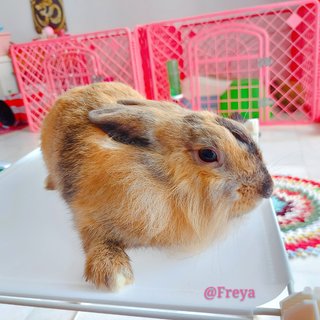 Freya - Lionhead + Holland Lop Rabbit