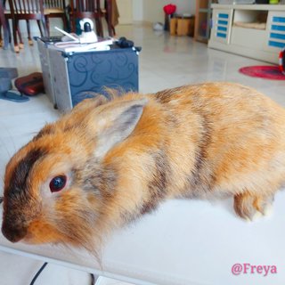 Freya - Lionhead + Holland Lop Rabbit