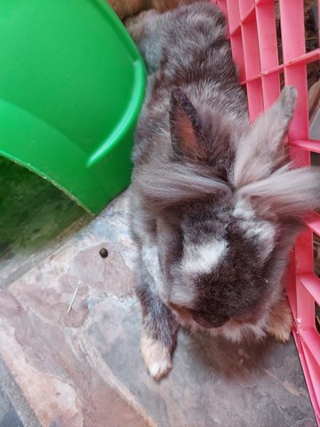 Wenet - Lionhead Rabbit