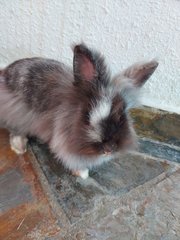 Wenet - Lionhead Rabbit