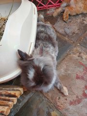 Wenet - Lionhead Rabbit