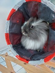 Wenet - Lionhead Rabbit