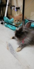 Wenet - Lionhead Rabbit