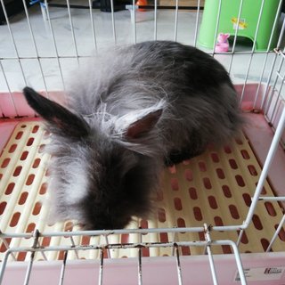 Wenet - Lionhead Rabbit