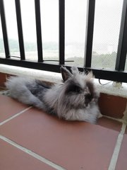 Wenet - Lionhead Rabbit