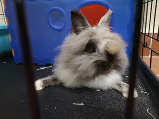 Wenet - Lionhead Rabbit