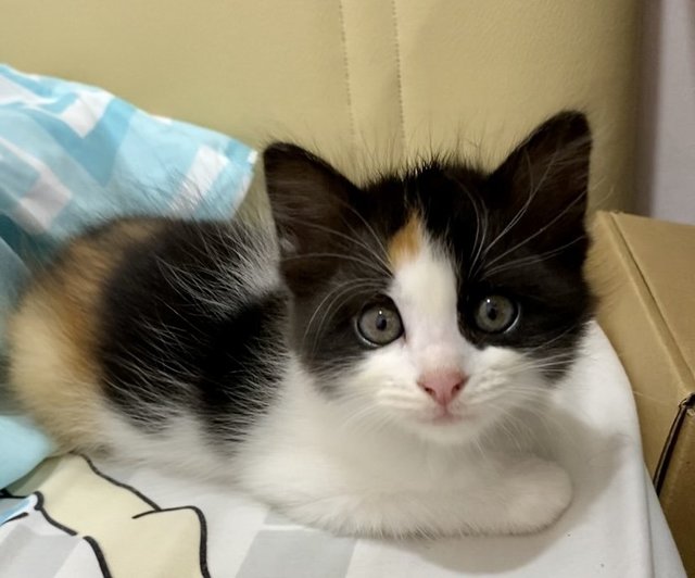 Boo - Domestic Long Hair Cat