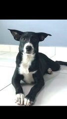 Lolo - Border Collie Mix Dog