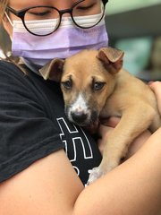 Brown - Mixed Breed Dog