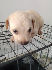 Puppy A - Mixed Breed Dog