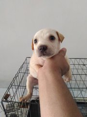 Puppy A - Mixed Breed Dog