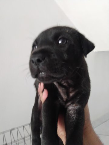 Puppy B - Mixed Breed Dog