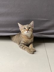 Delta - Domestic Short Hair Cat