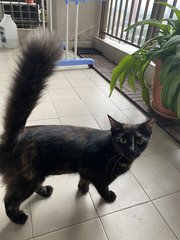 Ms Beast - Domestic Long Hair Cat