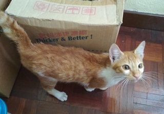 Archie - Domestic Short Hair Cat