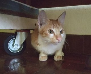 Archie - Domestic Short Hair Cat