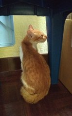 Archie - Domestic Short Hair Cat