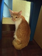 Archie - Domestic Short Hair Cat