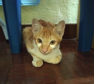 Archie - Domestic Short Hair Cat