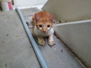 Archie - Domestic Short Hair Cat