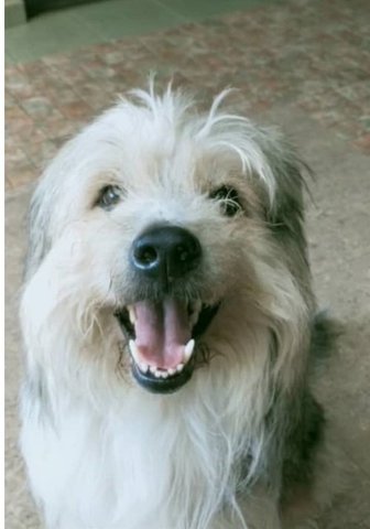 Spike - Wheaten Terrier Dog