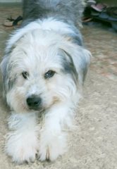 Spike - Wheaten Terrier Dog