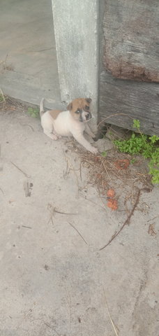 Cutie - Mixed Breed Dog