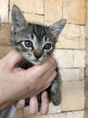 Five Colorful Kittens - Domestic Short Hair Cat