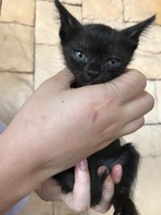 Five Colorful Kittens - Domestic Short Hair Cat