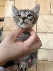 Five Colorful Kittens - Domestic Short Hair Cat