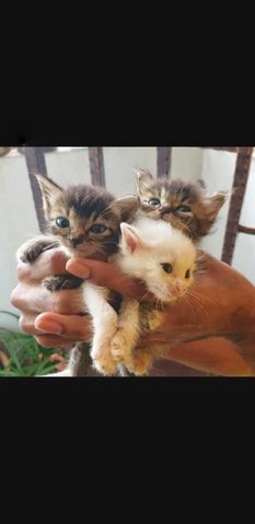 3 Beautiful Kittens - Domestic Short Hair Cat