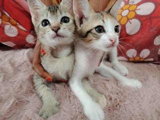 Ice And Rose - Domestic Short Hair Cat